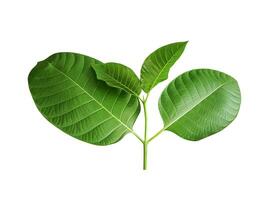 a green leaf with leaves on it, a plant with green leaves on a white background, green, leaf, plant, eco, nature, tree branch, isolated, close up, background, natural, tree, fresh, garden, photo