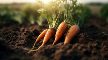 Freshly picked carrots on the soil in a field of a farm. Generative AI photo