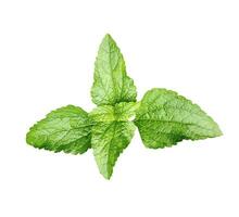 a single green basil leaves on a white background photo