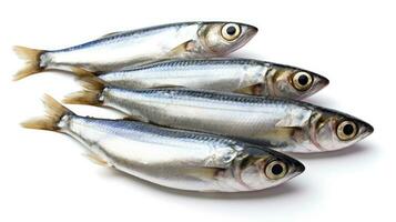 sardinas pescado aislado en blanco antecedentes. sardina pez. generativo ai foto