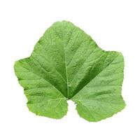 green pumpkin leaves on a white background, green, leaf, plant, eco, nature, tree branch, isolated, close up, background, natural, tree, fresh, garden, spring, summer, foliage photo