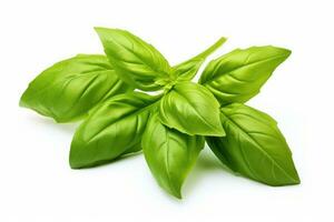 Fresh basil leaf isolated on white background, close up. Basil herb photo