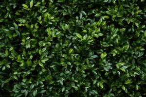 Shot of natural green wall made of leaves photo