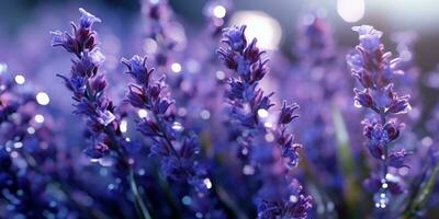 AI Generative Dreamy lavender flowers close up photo