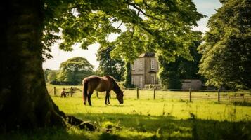 Horse ranch with green landscape photo