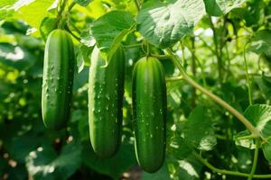 Organic cucumbers cultivation. photo