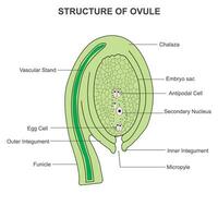 el óvulo en un planta consiste de tegumentos protector capas rodeando el embrión saco, cuales contiene el huevo celúla. vector