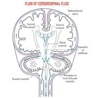 Flow of cerebrospinal fluid shown by arrow,Ventricles in the Brain,csf is a clear fluid in the brain and spinal cord. vector