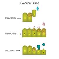 exocrine gland. Biological concept. vector