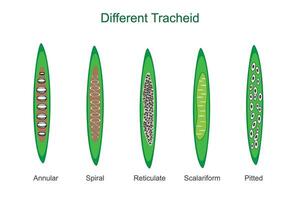 Tracheids are elongated plant cells that transport water and provide structural support, found in various types of vascular plants. vector