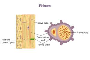 Phloem is a plant tissue responsible for transporting food  and other nutrients from leaves to the rest of the plant. Botany education. vector