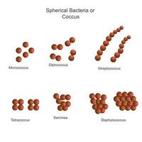 Classification of bacteria on the basis of external morphology, spherical bacteria or coccus, micrococcus, dilpococcus, streptococcus, tetracoccus, sarcinea, staphylococcus, biology concept vector