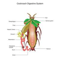 Cockroach digestive system. Cockroach anatomy. Biological illustration. vector