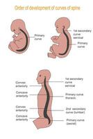 Illustration showing the order of development of curves of spine vector