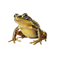 Frosch isoliert auf transparent Hintergrund, erstellt mit generativ ai png