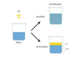 emulsión, un mezcla de dos inmiscible líquidos en vasos de precipitados, emulsión petróleo en agua, inmiscible líquidos vector