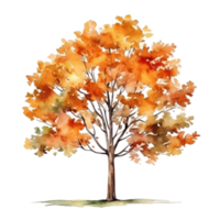 Watercolor autumn tree isolated png