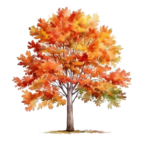 Watercolor autumn tree isolated png