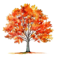 Watercolor autumn tree isolated png