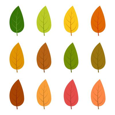 Set of twelve autumn leaves in different autumn colors. Vector illustration.