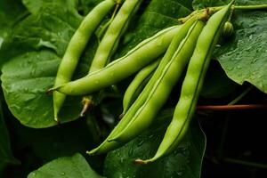 verde frijoles creciente en un jardín en verano. generativo ai foto