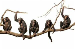 chimpancé sentado en un rama aislado en blanco antecedentes. chimpancés colgando en arboles en diferente posiciones en un blanco fondo, lado vista, ai generado foto