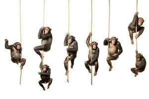 Chimpanzee monkeys hanging on a rope isolated on white background, Chimpanzees hanging on trees in different positions on a white background, side view, AI Generated photo