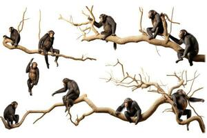 Chimpanzee sitting on a branch isolated on a white background, Chimpanzees hanging on trees in different positions on a white background, side view, AI Generated photo