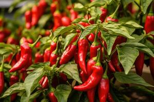 Red chili pepper agriculture harvesting. Generative AI photo