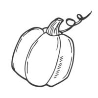 icono de garabato de contorno de calabaza dibujado a mano vectorial. ilustración de boceto de alimentos para impresión, web, móvil e infografía aislado sobre fondo blanco. vector