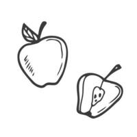 Apple slice and full apple. Black line fruits illustration set. Graphic vector sketch in hand drawn style. Fresh tropical elements on white background.