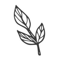 Hand drawn leaf. Doodle. Ecology concept. Isolated on white background. Vector illustration.