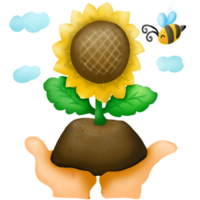 para plantar a florescendo girassol png