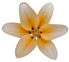 orange lily from the garden, isolated object png