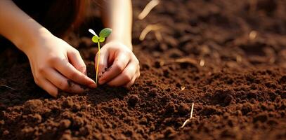 un niño plantando un pequeño planta de semillero en suelo. nuevo vida y esperanza concepto. ai generado foto