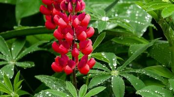 Red lupine flowers and leaves with raindrops, after rain, slow motions, Lupinus Wolfish video