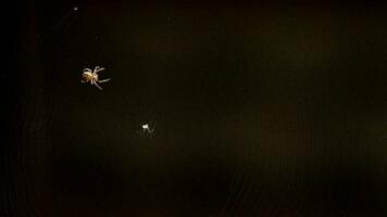 spin weeft een web in de zomeravond video
