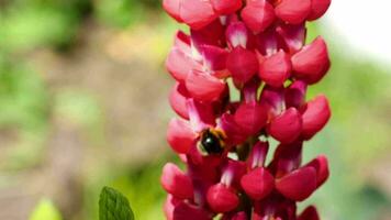 Bumblebee collecting nectar and pollen from the flowers of red lupine. video