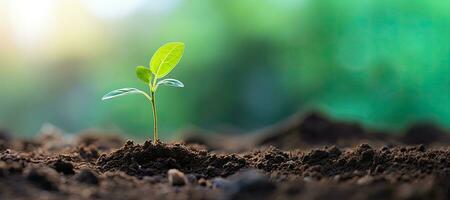 Green seedling with bokeh background, new life concept. AI Generated photo