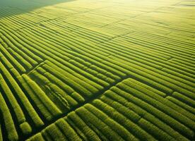 aéreo ver de un vasto campo de cosecha plantación. ai generado foto