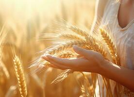 A womans hands holding a bunch of wheat stalks in a wheat field. AI Generated photo