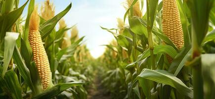 Closeup corn cobs in corn plantation field. Generative AI photo