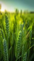 Green barley spike closeup, Green wheat, full grain, Close up of an ear of unripe wheat, AI Generative photo