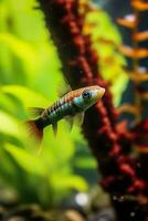 In the aquarium with plants and stones. The spinytail has a variety of color varieties including red, orange, yellow, blue and green. AI Generative photo