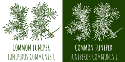 Drawings COMMON JUNIPER. Hand drawn illustration. Latin name JUNIPERUS COMMUNIS L. png