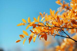 Picturesque autumn scene, tree leaves harmonize with the vast blue sky AI Generated photo