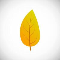 Yellow leaf. Autumn leaf of a tree on a white background. Vector illustration