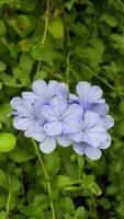 Closeup of purple flowers video