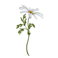 Wild flower of white chamomile, with green leaves. Design for herbal tea, natural cosmetics, aromatherapy, health products, textiles png