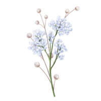 An elegant composition of blue gypsophila and dried decorative flowers in watercolor style. Digital illustration. For invitations, date saving, gratitude or greeting card png